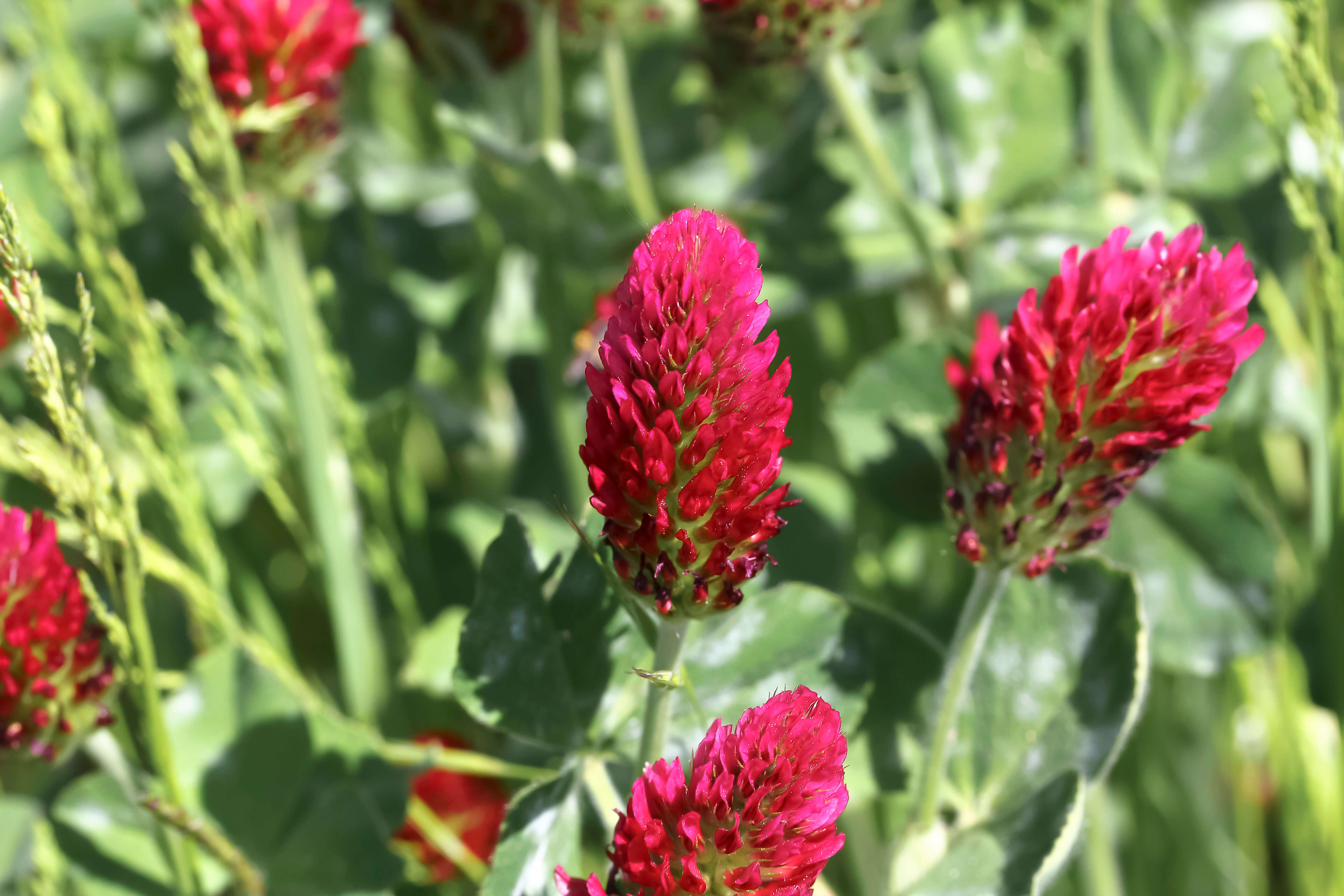 Vörös lóhere (Trifolium pratense)
