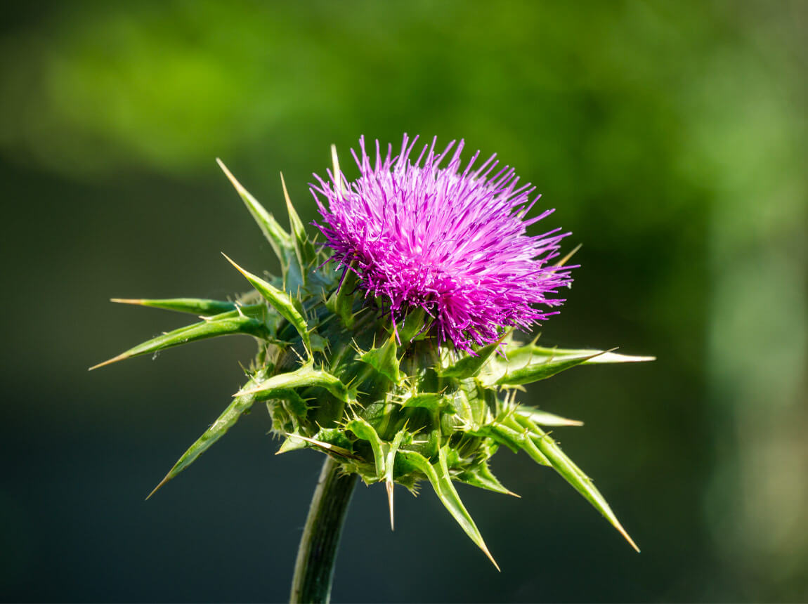 máriatövis szedésére