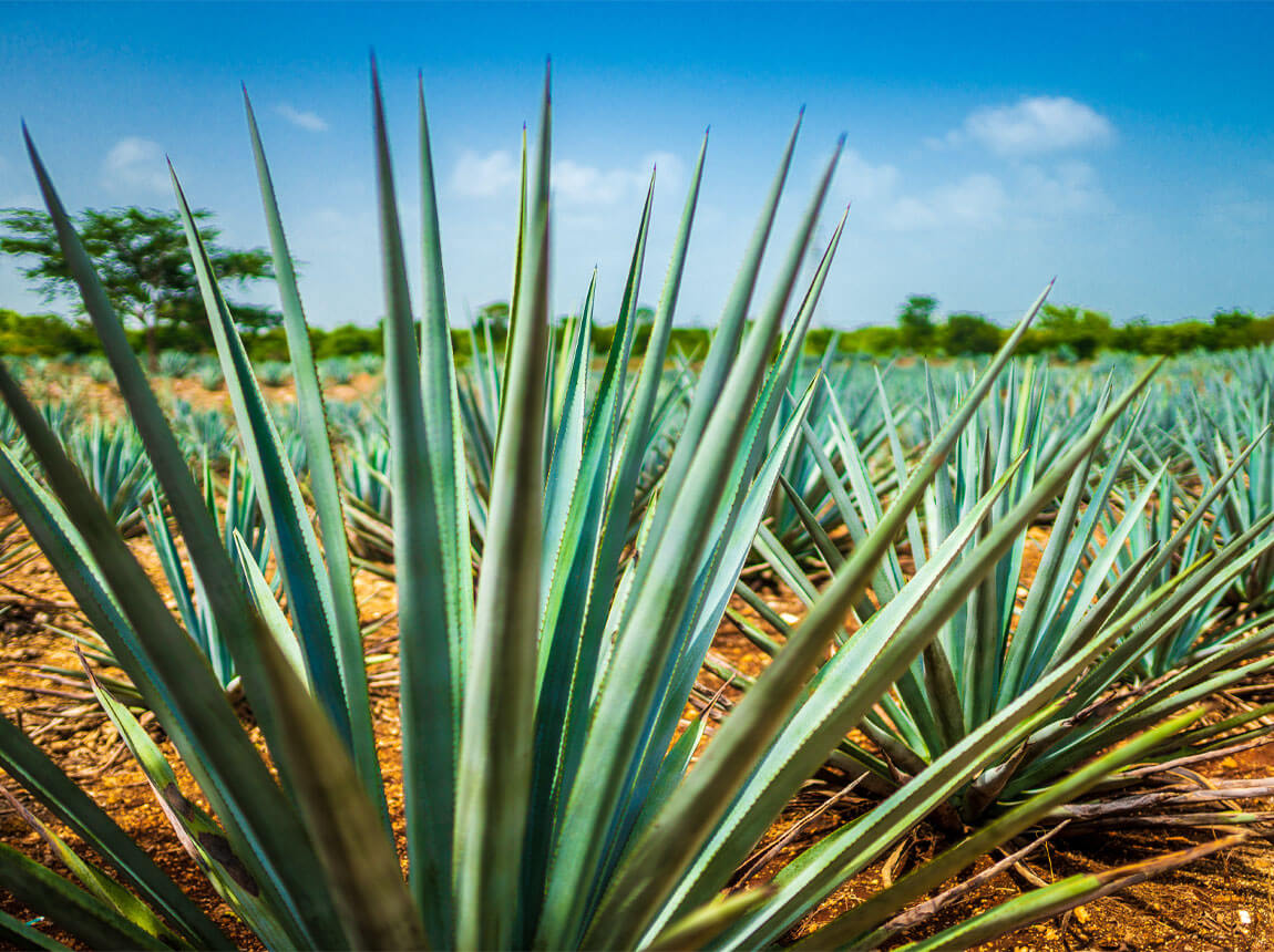 agave