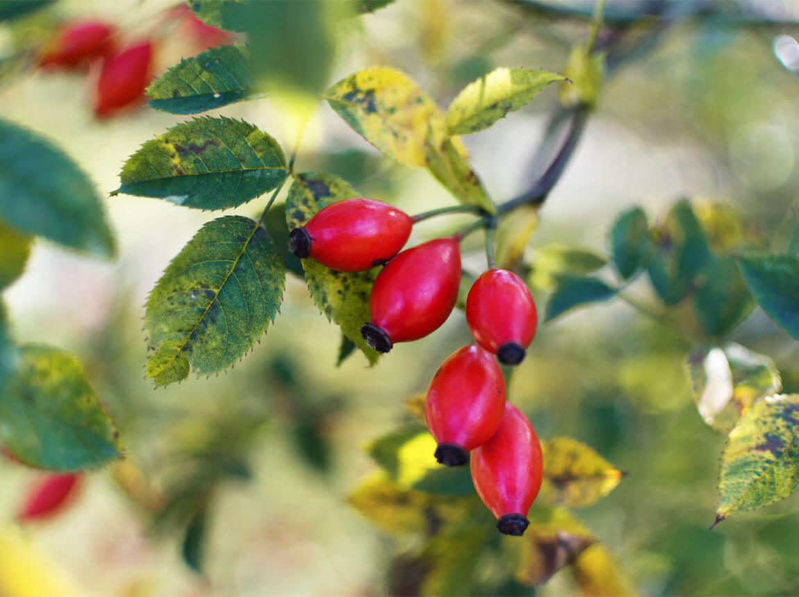 A vadrózsa (Rosa canina)