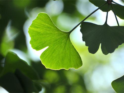 Ginkgo biloba használata és hatásai