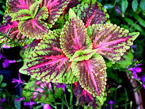 Coleus forskohlii – érdemes használni? Mit ad az indiai csalán?