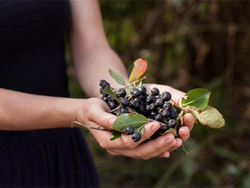 Milyen vitaminokat tartalmaz az aronia?