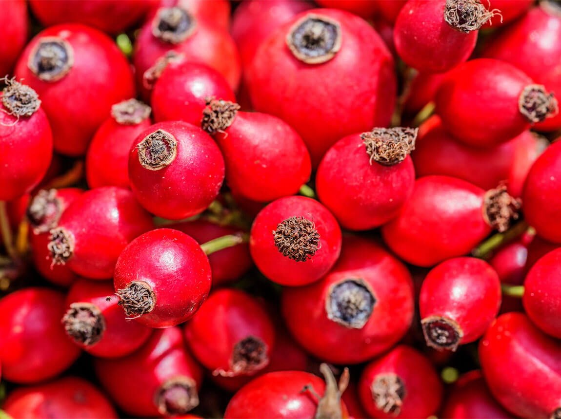 vadrózsa gyümölcsök